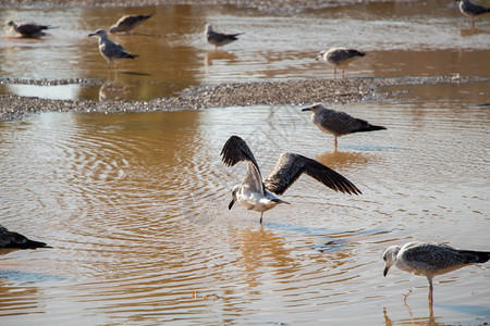 鸟羽毛飙升海鸥在地面上与泥土水域休眠图片
