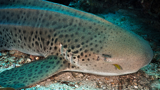豹鲨或斑马鱼躺在珊瑚礁上水下或者美丽图片