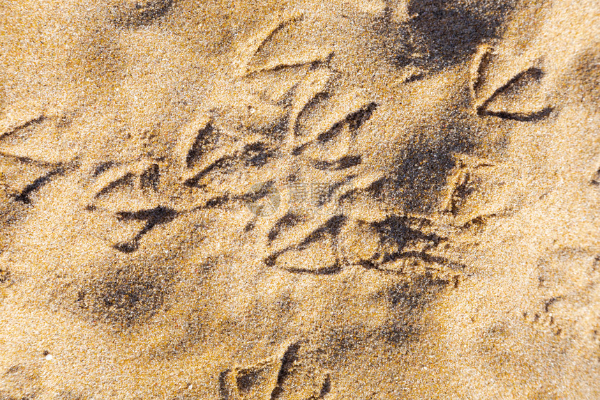 鸟类脚步声沙中鸟海鸥足迹图片