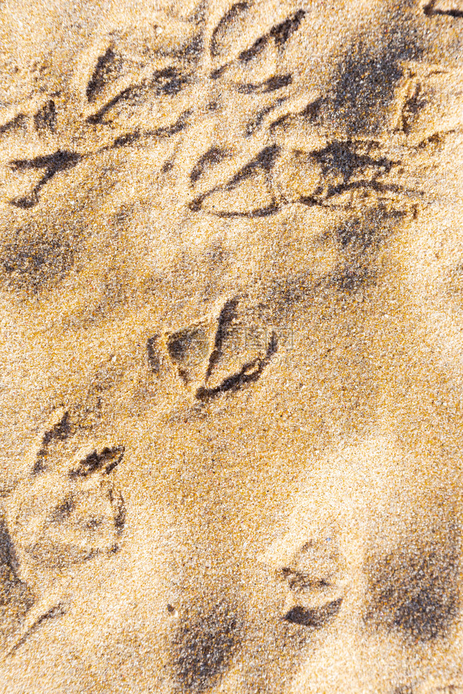 追踪沙中鸟海鸥足迹抽象的晴天图片
