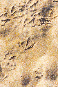 追踪沙中鸟海鸥足迹抽象的晴天图片