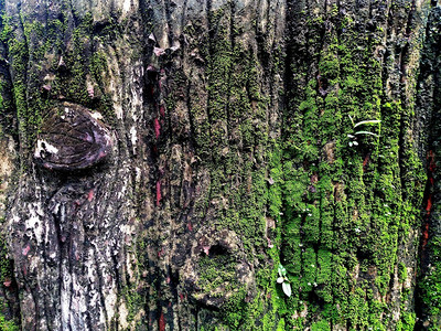 绿色树上皮的苔和地衣闪电自然图片