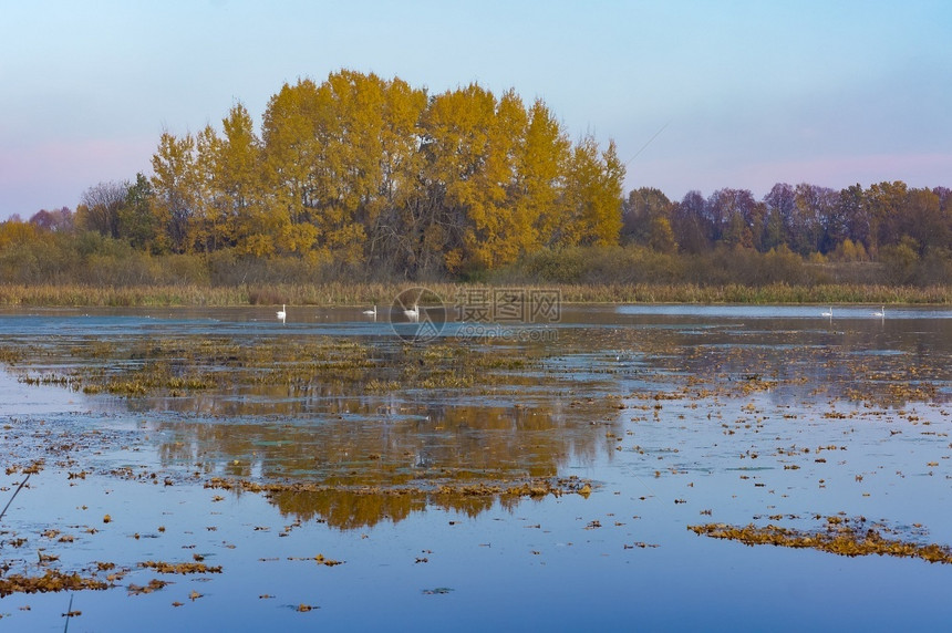 橙自然天鹅在水库森林湖在秋天鹅然水库风景优美图片