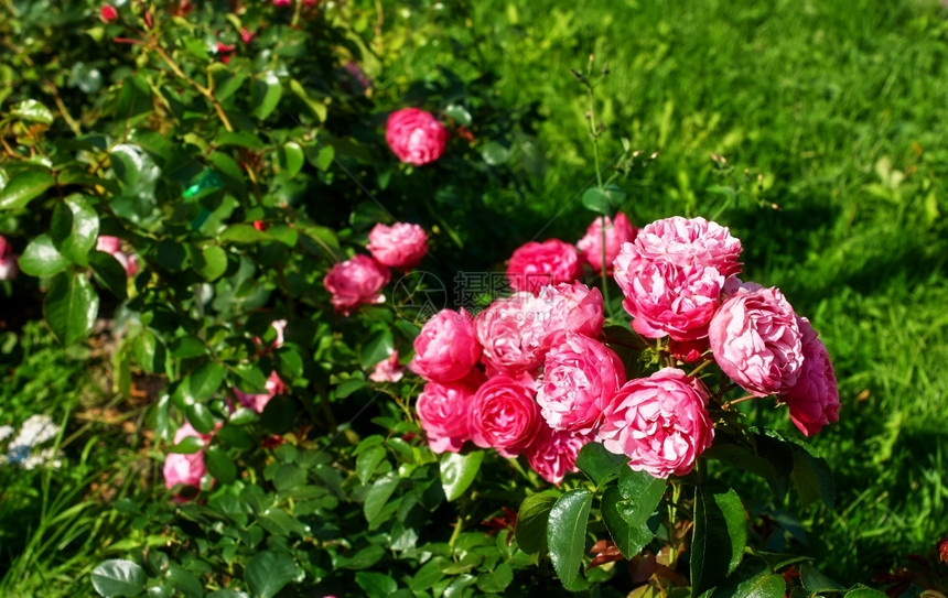 浪漫季节日落之在花园的红玫瑰中布希开花图片
