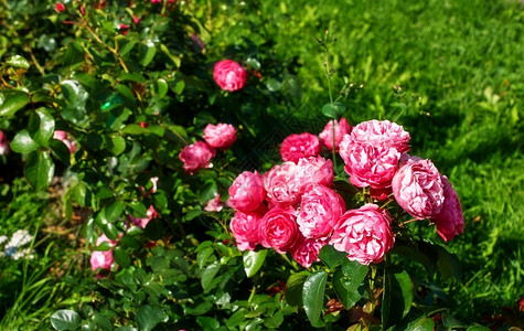 浪漫季节日落之在花园的红玫瑰中布希开花图片