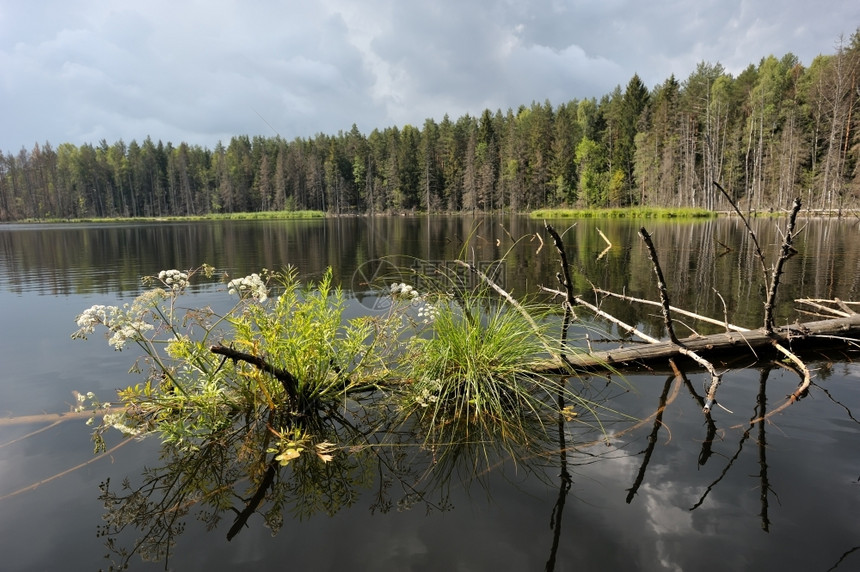 森林中的湖夏天花朵自然图片
