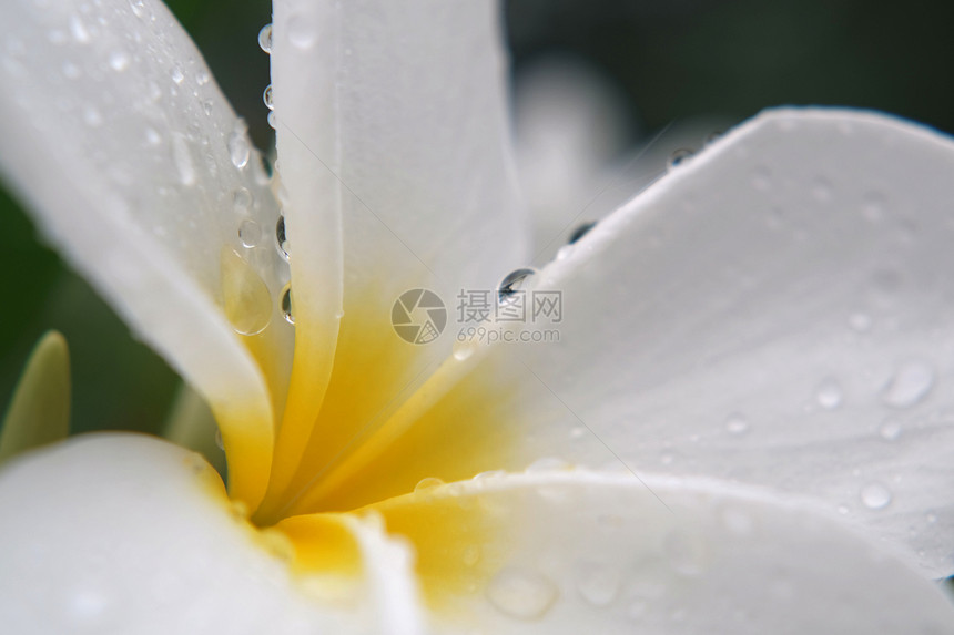 绿色植物学白鸡蛋花与瓣上的水滴卉背景假期图片