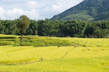 土壤绿色种植园山区和森林的农业种植山上区和林地的农耕山脉和森林图片