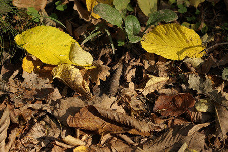 路森林秋天的叶子干枯林地图片