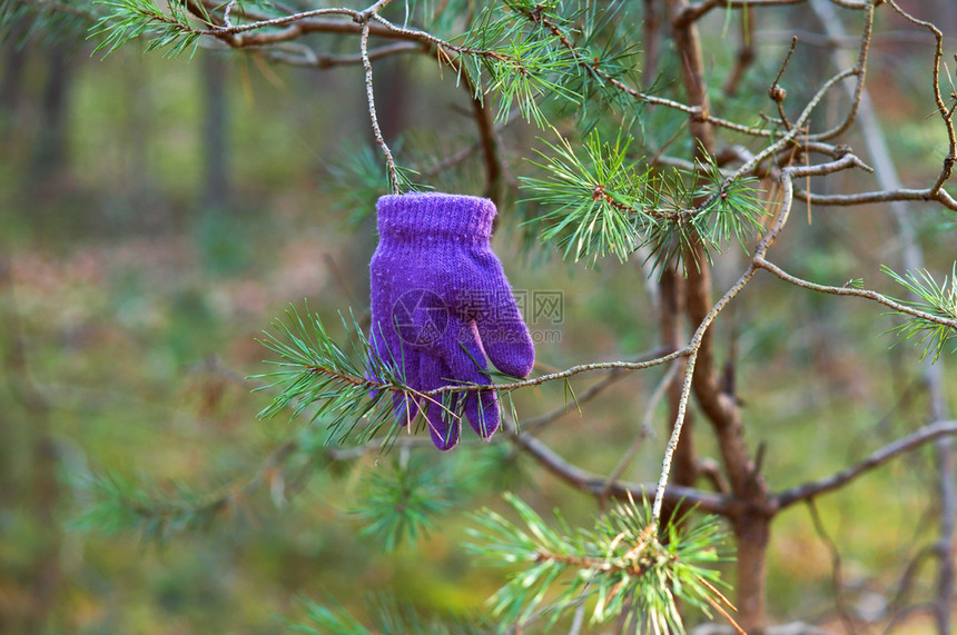 树枝上的儿童手套迷失在森林中的紫色手套迷失在森林中的紫色手套树枝上的儿童手套穿冬天一种图片
