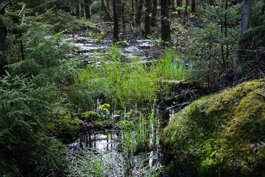 黄色的库尔曼在小溪边的春天黄花和青绿草小岛图片