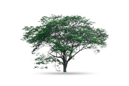 植物白色背景上孤立的单树生活丛林图片