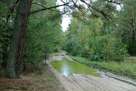 水坑雨下在森林的温润道路泥土和更大的池塘中水棕色的图片