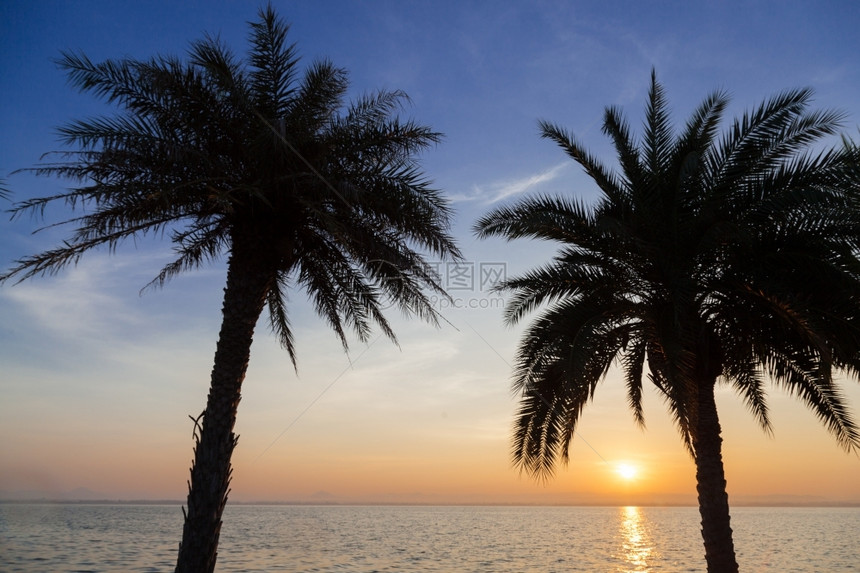 棕榈树湖在早晨太阳慢升起日落曾是旅行图片