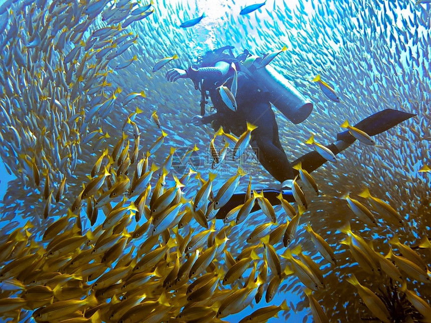 海滩热带Scuba潜水员和鱼类学校浅滩图片