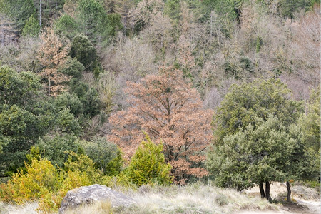 秋天在安道尔的山中云森林绿色图片