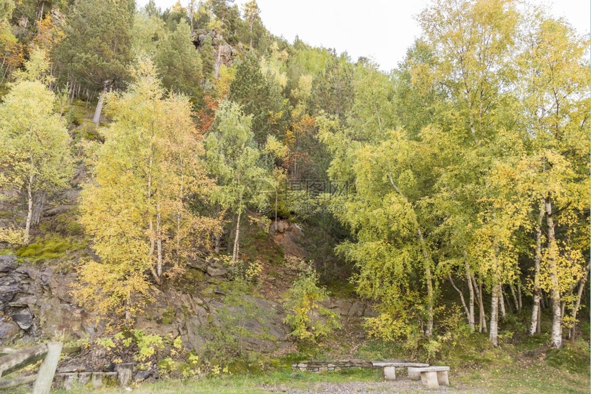 树绿色秋天在安道尔的山中风景图片