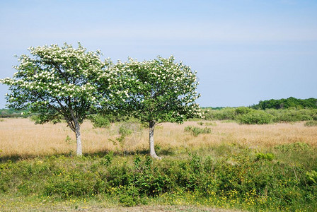 场地植物库尔曼在瑞典群岛奥兰的一个草原上白束树的布花背景图片