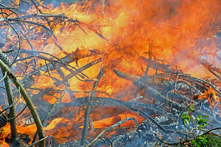 热火焰在葡萄牙森林中燃烧着火点图片
