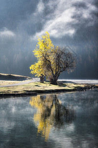 颤音在瑞士桑克特莫里茨湖中反射的Poplar树Tremolo背包秋天图片