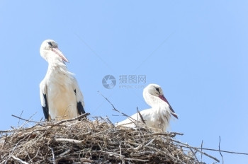 舒适蓝天上巢中的几只鹳鸟野生动物图片