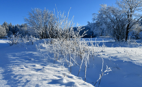 季节雪覆盖的草和灌木霜天空图片