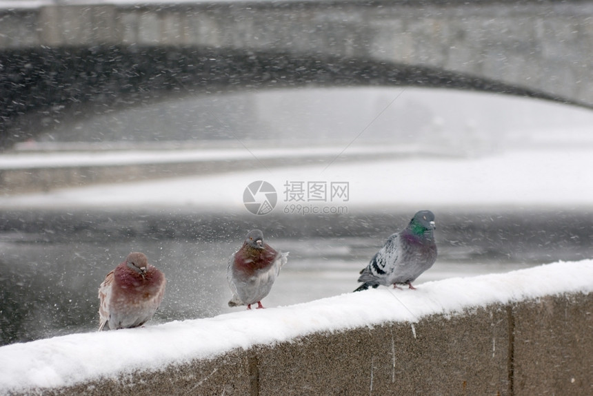 雪暴时坐在冬天的阳台上鸽子们镇黑色动物图片