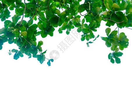 公园飞白背景的绿叶植物背景图片