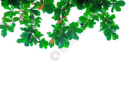 植物群自然白背景的绿叶户外图片