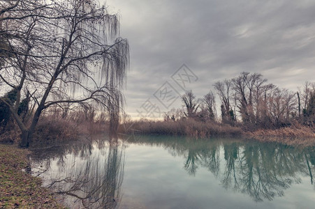 一条河溪有轻薄的烟雾和在天空下哭泣的柳树池塘场景芦苇图片