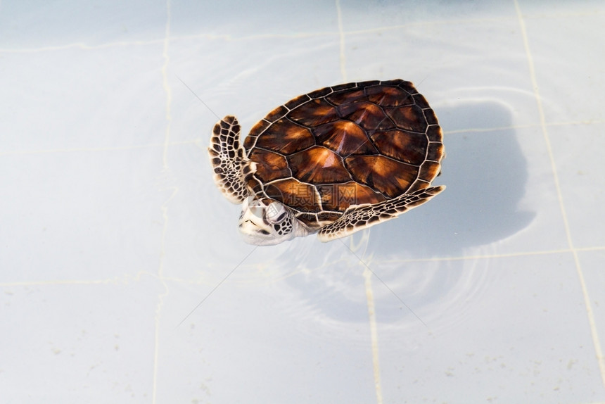 游泳生物贝壳苗圃中年轻海龟的模糊图片