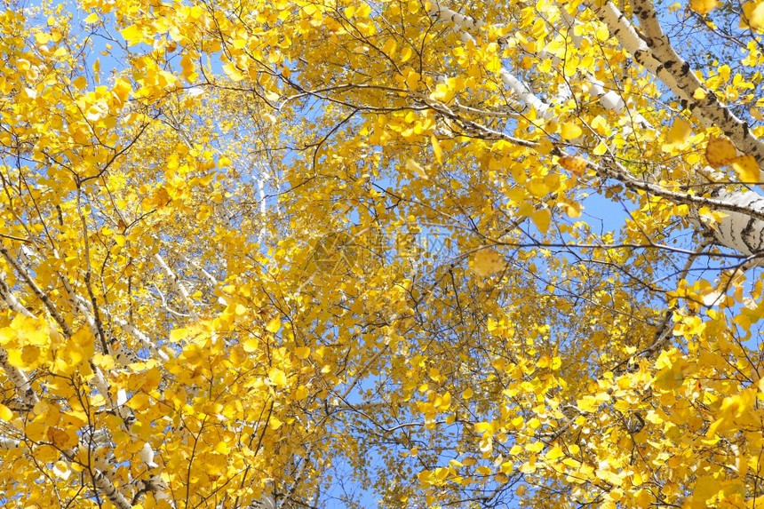 秋天金黄色的树叶图片