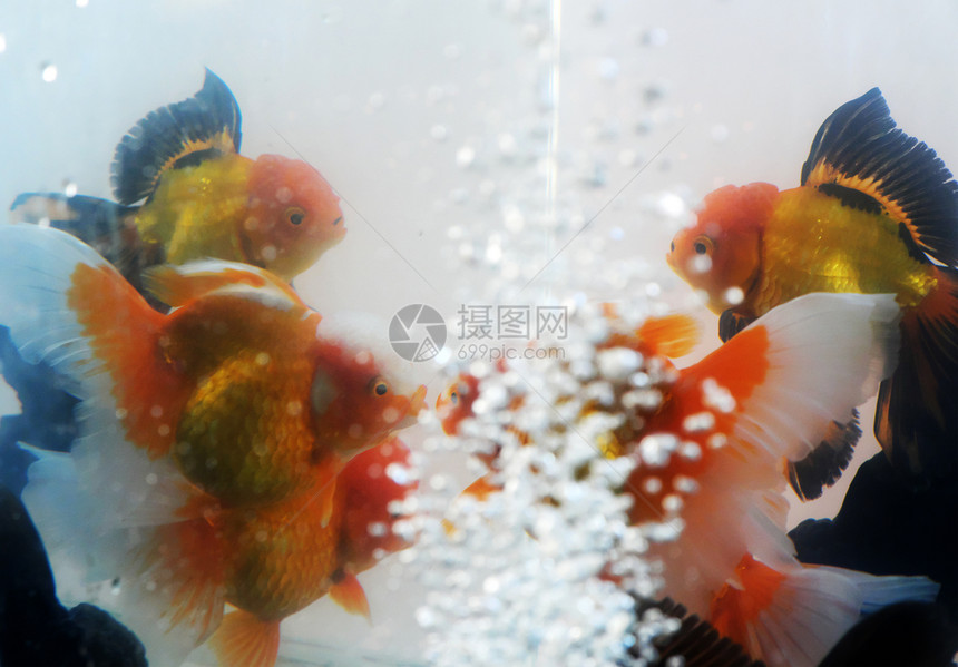 一群装饰鱼在家里水族馆游泳公平的金鱼动物图片