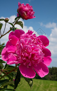 植物群天季节皮奥尼白乳甘油夏季花朵高清图片