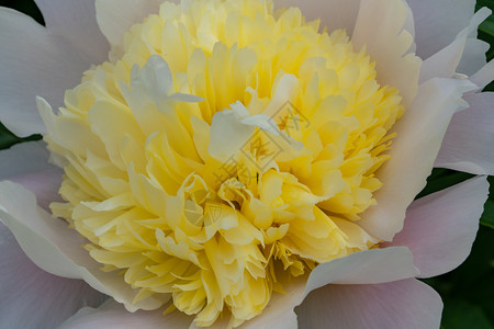 牡丹花瓣皮奥尼白乳甘油夏季花朵消逝的图片