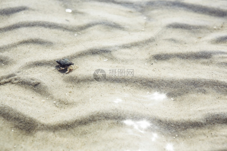 田园诗般的波纹美丽沿海边白沙浪浅水中的隐栖蟹夏季度假动物野生海上假日概念洋图片