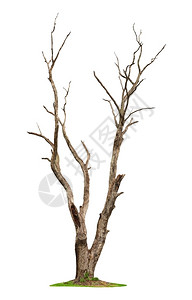 白底孤立的一棵旧树和死单身的克罗波托夫图片