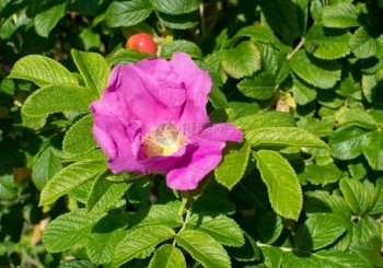 粉色的玫瑰果花有浆和绿树叶的红花户外图片