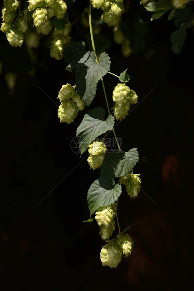 院子新西兰Nelson附近生长的Hops植物花朵Humulusluupulus场地开花图片