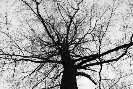 王冠分支机构黑暗的顶上一棵天冠树图片