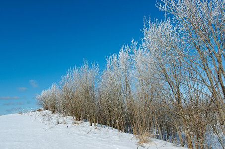 雪后的树林图片