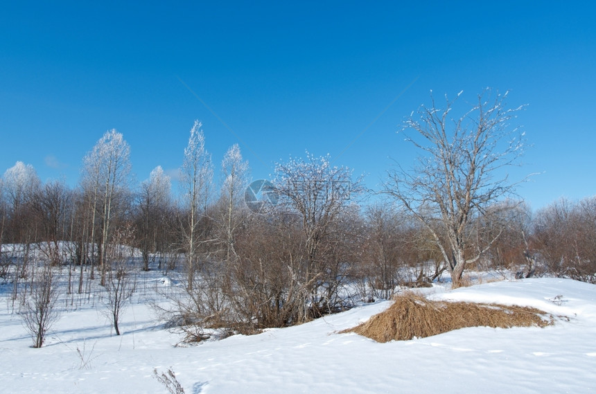 太阳晴天寒冬的风景冷树木明亮阳光媚的一天冷若冰霜图片