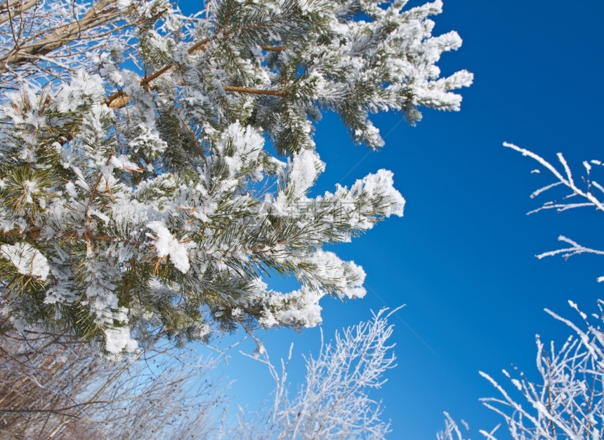 北寒冬的风景冷树木明亮阳光媚的一天晴亮图片
