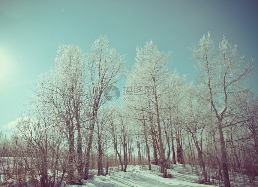针叶云杉树寒冬的风景冷树木明亮阳光媚的一天图片