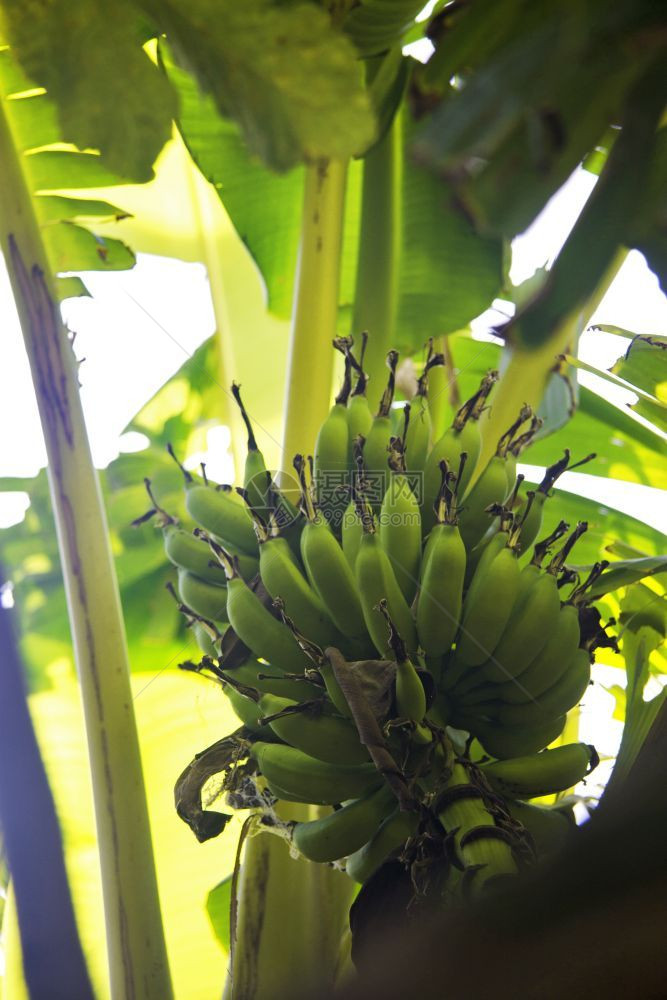 健康自然一顿饭在热带花园的巴纳树上挂着香蕉花的一连串绿香蕉图片