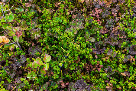 场地日落之树林里一片苔的地毯藓植物图片