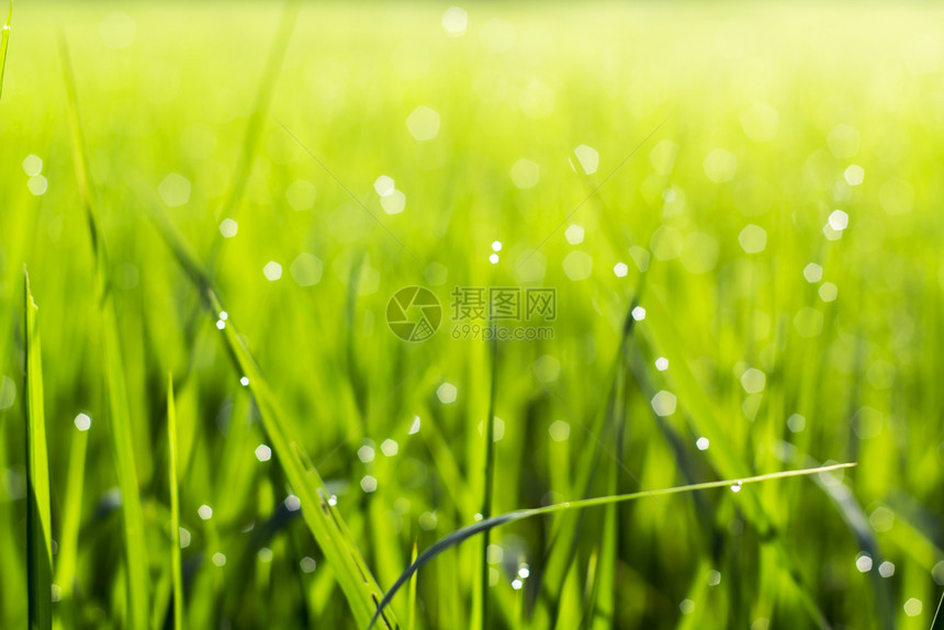 景观户外湿的清晨草和布基背景的模糊不清图片