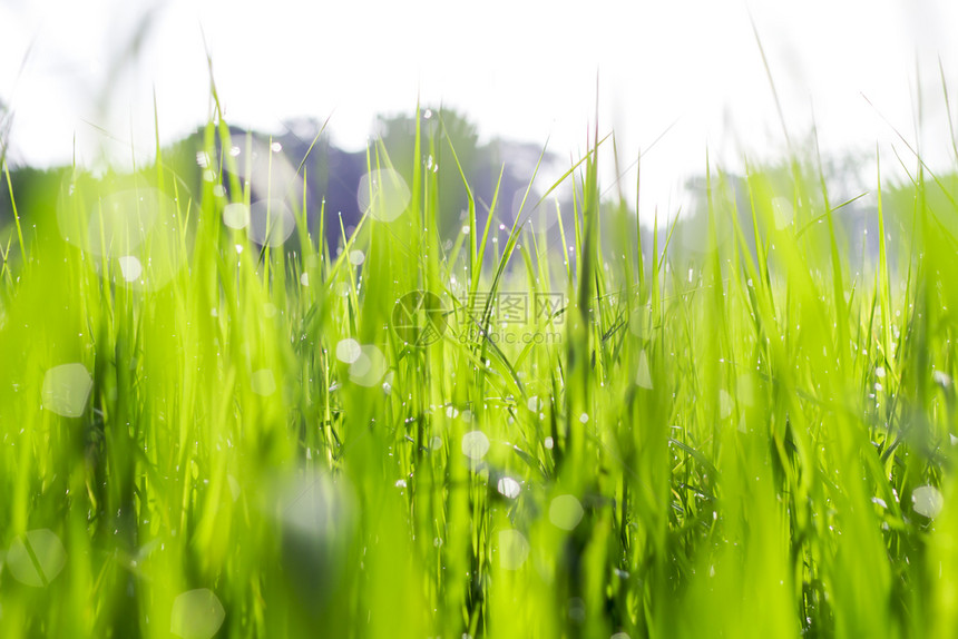 重点晴天清晨草和布基背景的模糊不清绿色图片