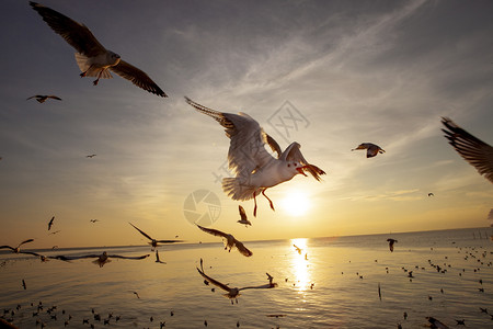 动物鸟数字海鸥在美丽的日落天空中飞翔图片