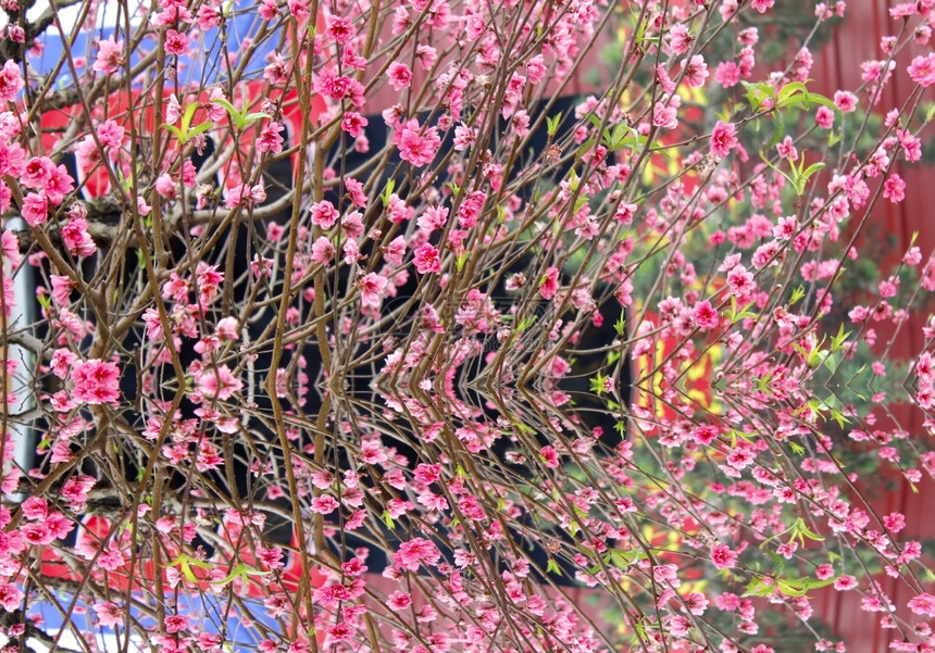 花的园艺桃季节图片